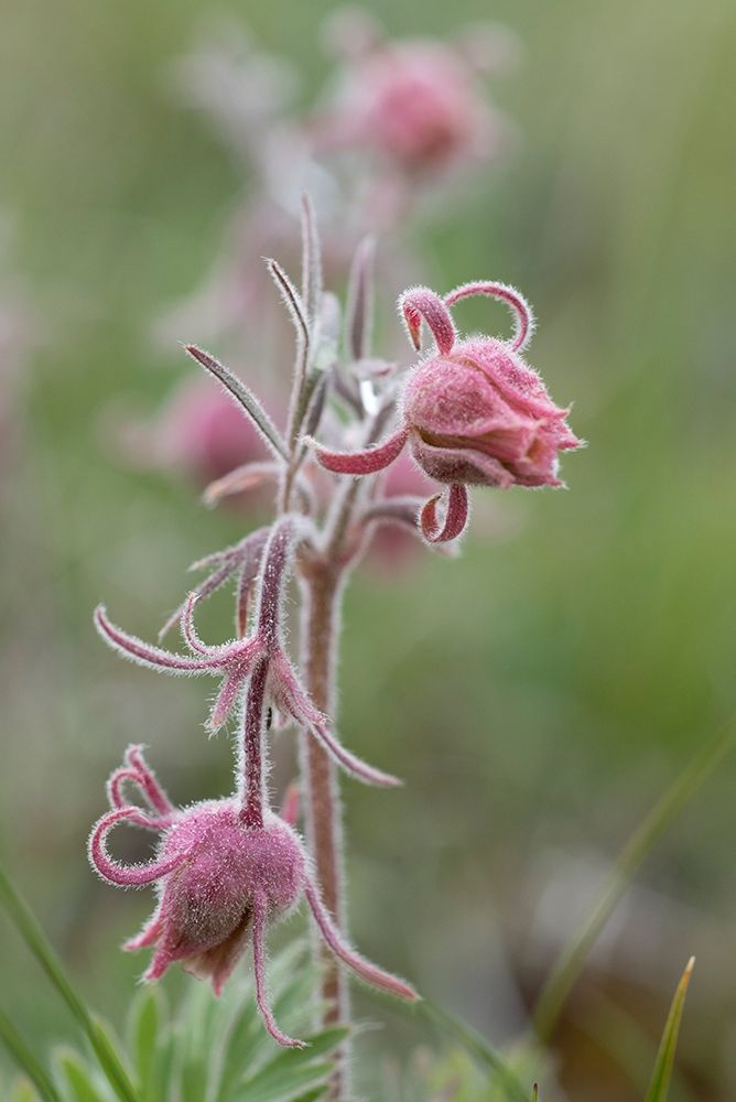 Wyoming Prairie Smoke-Yellowstone National Park